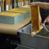 De-capping honey frames using a cold knife.